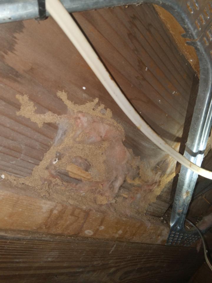 Termites in floorboard