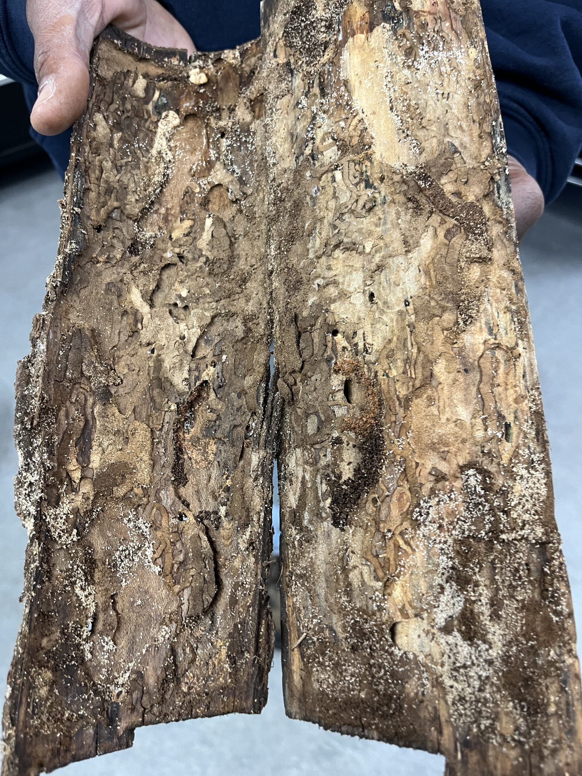 wood destroyed by termites