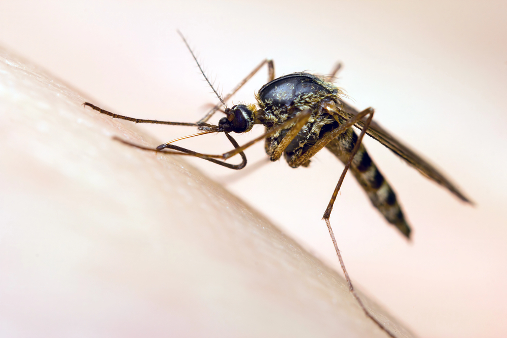Close-up of a mosquito with its proboscis inserted into human skin, feeding on blood—a reminder of the importance of effective mosquito control to prevent bites and disease.